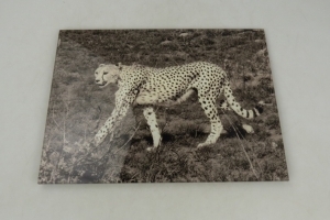 Jaguar op acrylglas 